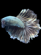 Load image into Gallery viewer, Male Rosetail - Copper #2505 - Live Betta Fish
