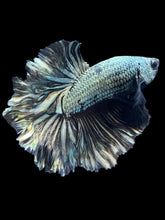 Load image into Gallery viewer, Male Rosetail - Copper #2505 - Live Betta Fish
