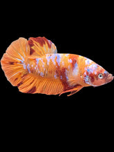 Load image into Gallery viewer, GIANT Male Halfmoon Plakat - Galaxy #2506 - Live Betta Fish

