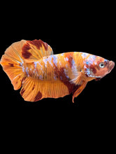 Load image into Gallery viewer, GIANT Male Halfmoon Plakat - Galaxy #2506 - Live Betta Fish
