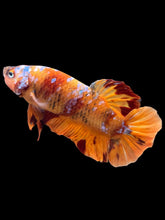 Load image into Gallery viewer, GIANT Male Halfmoon Plakat - Galaxy #2506 - Live Betta Fish
