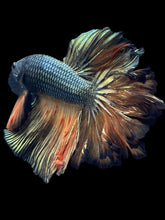 Load image into Gallery viewer, Male Feather Tail - Copper Vanda #2507 - Live Betta Fish
