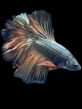 Load image into Gallery viewer, Male Feather Tail - Copper Vanda #2507 - Live Betta Fish
