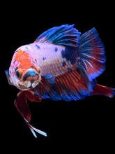Load image into Gallery viewer, GIANT Male Halfmoon Plakat - Fancy Dragon #2508 - Live Betta Fish
