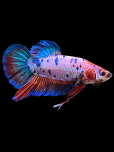 Load image into Gallery viewer, GIANT Male Halfmoon Plakat - Fancy Dragon #2508 - Live Betta Fish
