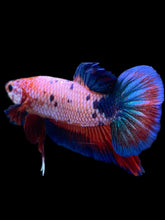 Load image into Gallery viewer, GIANT Male Halfmoon Plakat - Fancy Dragon #2508 - Live Betta Fish
