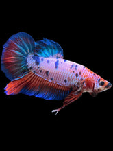 Load image into Gallery viewer, GIANT Male Halfmoon Plakat - Fancy Dragon #2508 - Live Betta Fish
