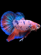 Load image into Gallery viewer, GIANT Male Halfmoon Plakat - Fancy Dragon #2508 - Live Betta Fish
