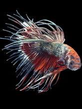 Load image into Gallery viewer, Male Crowntail - Candy Copper #2509 - Live Betta Fish
