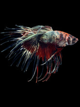 Load image into Gallery viewer, Male Crowntail - Candy Copper #2509 - Live Betta Fish
