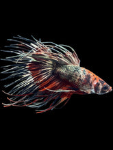 Load image into Gallery viewer, Male Crowntail - Candy Copper #2509 - Live Betta Fish
