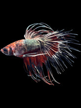 Load image into Gallery viewer, Male Crowntail - Candy Copper #2509 - Live Betta Fish
