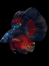 Load image into Gallery viewer, Male Halfmoon - Blue Avatar #2510 - Live Betta Fish
