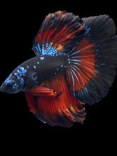 Load image into Gallery viewer, Male Halfmoon - Blue Avatar #2510 - Live Betta Fish
