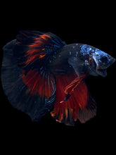 Load image into Gallery viewer, Male Halfmoon - Blue Avatar #2510 - Live Betta Fish
