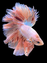 Load image into Gallery viewer, Male Rosetail - Vanda #2511 - Live Betta Fish
