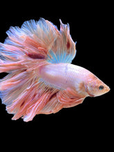 Load image into Gallery viewer, Male Rosetail - Vanda #2511 - Live Betta Fish
