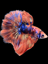 Load image into Gallery viewer, Male Halfmoon - Galaxy #2513 - Live Betta Fish
