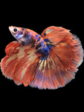 Load image into Gallery viewer, Male Halfmoon - Galaxy #2513 - Live Betta Fish
