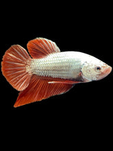 Load image into Gallery viewer, Male Halfmoon Plakat - Red Dragon #2514 - Live Betta Fish
