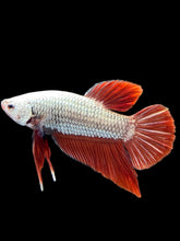 Load image into Gallery viewer, Male Halfmoon Plakat - Red Dragon #2514 - Live Betta Fish
