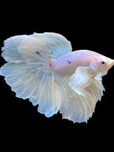 Load image into Gallery viewer, Male Rosetail - Candy Dumbo #2514 - Live Betta Fish
