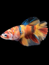 Load image into Gallery viewer, TOP GRADE Female Halfmoon - Multicolor #2516 - Live Betta Fish
