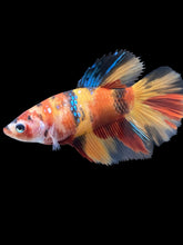 Load image into Gallery viewer, TOP GRADE Female Halfmoon - Multicolor #2516 - Live Betta Fish
