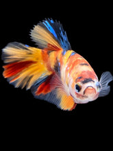 Load image into Gallery viewer, TOP GRADE Female Halfmoon - Multicolor #2516 - Live Betta Fish
