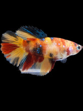 Load image into Gallery viewer, TOP GRADE Female Halfmoon - Multicolor #2516 - Live Betta Fish
