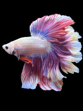 Load image into Gallery viewer, Male Rosetail - Purple #2517 - Live Betta Fish
