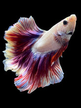 Load image into Gallery viewer, Male Rosetail - Purple #2517 - Live Betta Fish
