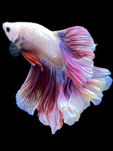 Load image into Gallery viewer, Male Rosetail - Purple #2517 - Live Betta Fish

