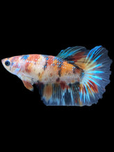 Load image into Gallery viewer, TOP GRADE Female Halfmoon - Galaxy #2519 - Live Betta Fish
