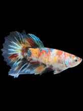 Load image into Gallery viewer, TOP GRADE Female Halfmoon - Galaxy #2519 - Live Betta Fish
