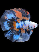 Load image into Gallery viewer, Male Fullmoon - Galaxy #2520 - Live Betta Fish
