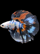 Load image into Gallery viewer, Male Fullmoon - Galaxy #2520 - Live Betta Fish
