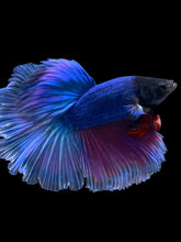 Load image into Gallery viewer, Male Rosetail - Two Tone #2522 - Live Betta Fish
