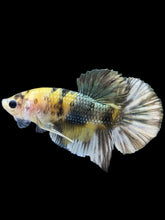 Load image into Gallery viewer, Male Halfmoon Plakat - Yellow Koi Copper #2523 - Live Betta Fish

