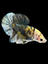 Load image into Gallery viewer, Male Halfmoon Plakat - Yellow Koi Copper #2523 - Live Betta Fish
