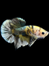 Load image into Gallery viewer, Male Halfmoon Plakat - Yellow Koi Copper #2523 - Live Betta Fish
