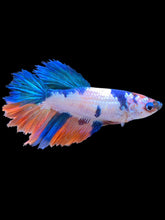 Load image into Gallery viewer, TOP GRADE Female Halfmoon - Galaxy #2525 - Live Betta Fish
