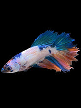 Load image into Gallery viewer, TOP GRADE Female Halfmoon - Galaxy #2525 - Live Betta Fish
