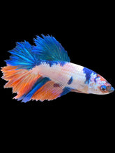 Load image into Gallery viewer, TOP GRADE Female Halfmoon - Galaxy #2525 - Live Betta Fish
