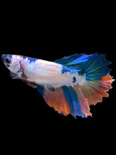 Load image into Gallery viewer, TOP GRADE Female Halfmoon - Galaxy #2525 - Live Betta Fish
