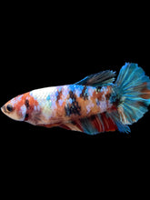 Load image into Gallery viewer, Female Halfmoon Plakat - Galaxy #2526 - Live Betta Fish
