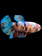 Load image into Gallery viewer, Female Halfmoon Plakat - Galaxy #2526 - Live Betta Fish

