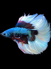 Load image into Gallery viewer, Male Fullmoon - Fancy Dragon #2527 - Live Betta Fish
