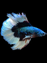 Load image into Gallery viewer, Male Fullmoon - Fancy Dragon #2527 - Live Betta Fish
