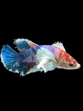 Load image into Gallery viewer, TOP GRADE Female Halfmoon Plakat - Candy Dumbo #2528 - Live Betta Fish
